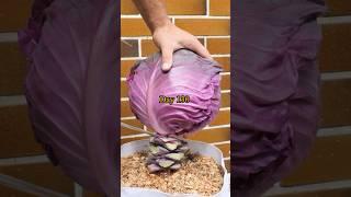 Growing Red Cabbage from Seed to Harvest