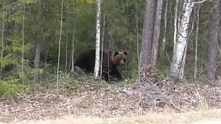 ВСТРЕЧА С МЕДВЕДЕМ....СТРАШНО