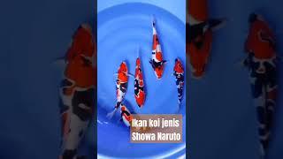 Ikan koi jenis Showa Naruto cantik warna Tebal