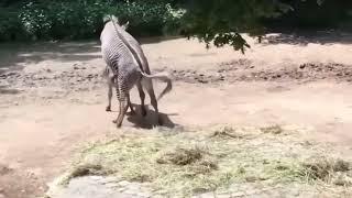 zebra mating Zebra çiftleşmesi