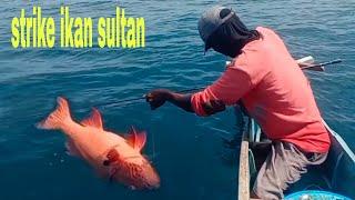 Strike ikan sultan menggunakan umpan buatan papa rette Mania