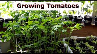 Tomatoes Update 1 - Growing Tomatoes in London & Time Lapse