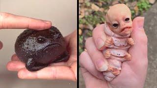 25 Unbelievable Creatures That Actually Exist - Part 3