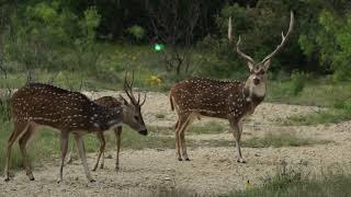 Ultimate Bowhunting Kill Shot Compilation - 78 Kill Shots in 2 Minutes