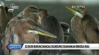 32 Ekor Burung Bangau Dilindungi Diamankan BBKSDA Riau