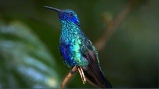 Kolibri - virtuose Flugkünste