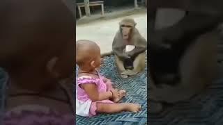 Dasar Monyet