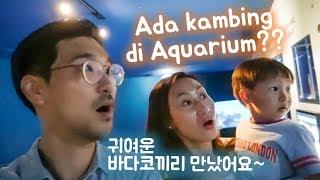 Disembur gajah laut di Korea  Korea + Indonesia Family Vlog