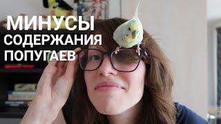 МИНУСЫ СОДЕРЖАНИЯ ВОЛНИСТОГО ПОПУГАЯ  ПРИЧИНЫ НЕ ЗАВОДИТЬ ПОПУГАЯ  Aoi Inko