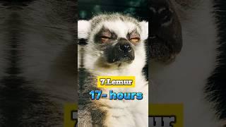 top 10 Sleepies Animals #shorts #youtubeshorts #shortvideo #viralshort #ytshorts #trending