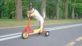 Собака едет на велосипедеDog riding a bike .