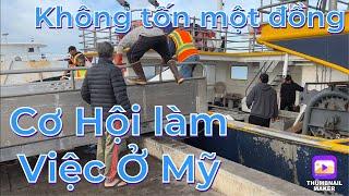 Cơ hội làm việc trên tàu câu cá ngừ ở Hawaii Mỹ-Có tốn phí không  Muốn làm việc trên tàu cá ở Mỹ