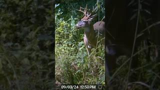 Just got a live alert—an 8-point whitetail buck is right in front of my cellular trail cam