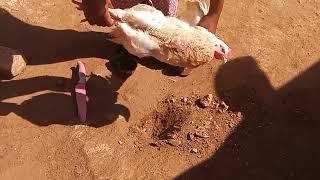 How to kill a life chicken under your foot Village style.  MAAFELI