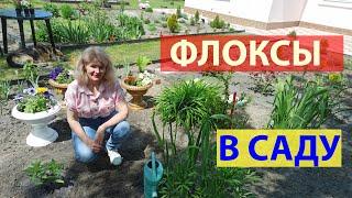 Как сажать флоксы