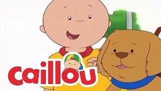 Caillou A Special Dog  Videos For Kids