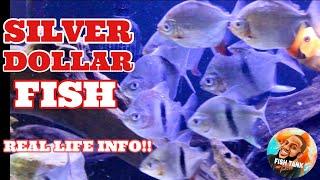 Silver Dollar Fish Care and Growth Species Profile