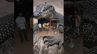 Bagaimana Bisa Para Pria di India  ini Memp*rkaos Biawak #lethologicaman