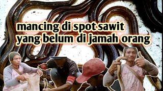 MANCING BELUT DI SPOT KEBUN SAWIT YANG BELUN DI JAMAH