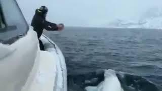 White Dolphin Playing football caught in Camera