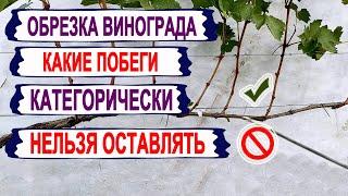  Обрезка винограда Эти ПОБЕГИ ДАЖЕ НЕ ДУМАЙТЕ ОСТАВЛЯТЬ  для УРОЖАЯ БУДУЩЕГО года. И вот почему