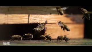 Bees in slow motion SONY RX10 500FPS