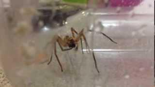 Fox Spider - Zoropsis Spinimana - South Bay Area CA