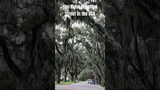 The Most Beautiful Street in the USA #travel #travelvlog #roadtrip #florida
