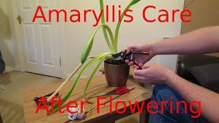 Amaryllis Care After Flowering