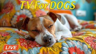 Dog TV Entertainment Video for Dogs • Relaxing Music for Pets  Anxiety and Stress Relief for Dogs