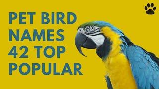  Pet Bird Names - 42 TOP POPULAR & BEST NAMES
