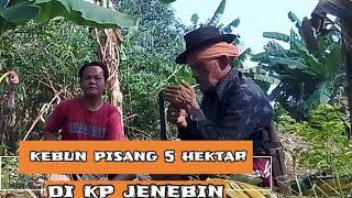 #mati satu tumbuh seribu#pohon pisang pa wakil