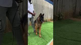 Cheapest German Shepherd Dog Kennel ஜெர்மன் ஷெப்பர்ட் 