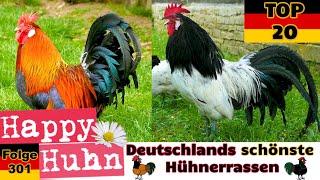 TOP 20 Die schönsten Hühnerrassen aus Deutschland Von Bielefelder bis Vorwerkhuhn - HAPPY HUHN E31