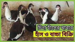 চিনা হাঁসের খাবার #zMachinery #Noal_Farm #shykhseraj #Dexters_World #poultry #poultryfarming #হাঁস