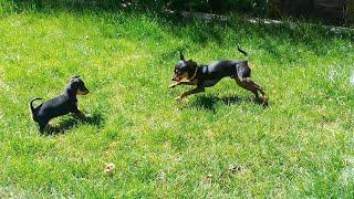 Surprising my Dog with a Puppy  My Miniature Pinscher freaks out