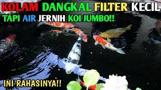 3 CARA RAHASIA IKAN KOI BISA BESAR MESKIPUN DI KOLAM DANGKAL DAN KECIL#IKANKOIBESAR#IKANKOI#