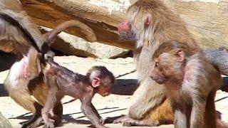 Baboons Pavian Aggressive Behavior   Affen Verhalten