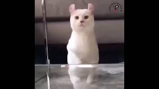 Funny Cat I Cute Cat