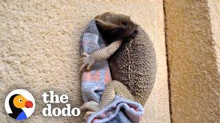 Bearded Dragon Spoons With His Favorite Sock  The Dodo