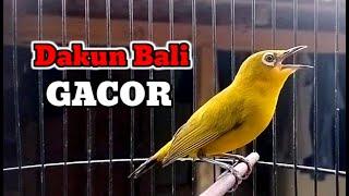 Suara Pleci Dakun Bali Gacor