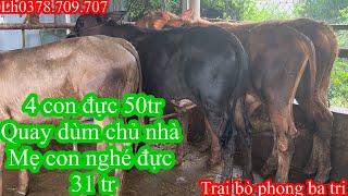 0407Trại bò phong ba tri 2Báo giá công khai tiếp tục nhé cả nhà