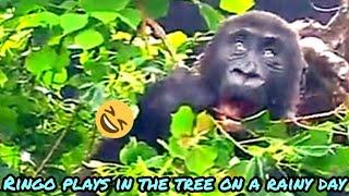 Ringo plays in the tree on a rainy dayDjeeco FamilyGorillaTaipei zoo