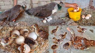 Hen Hatching 5 Peacock Eggs  Peacock New Barn Colourful Baby  Peacock Hatching And Laying Eggs