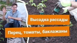 Как высаживать рассаду томатов перцев и баклажанов в открытый грунт?