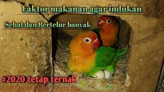 Rahasia hemat indukan lovebird bertelur banyak tanpa vitamin