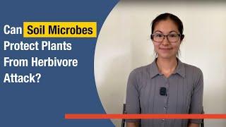 Can Soil Microbes Protect Plants from Herbivore Attack?