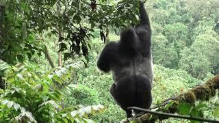 Huge silverback gorilla shows gymnastic skills as he climbs a slender tree to get at a food-plant.
