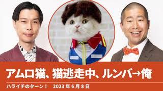 アムロ猫、猫逃走中、ルンバ→俺【ハライチのターン！】2023年6月8日