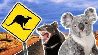 Australian Animals  Animals for Kids  Weird Wild Animals